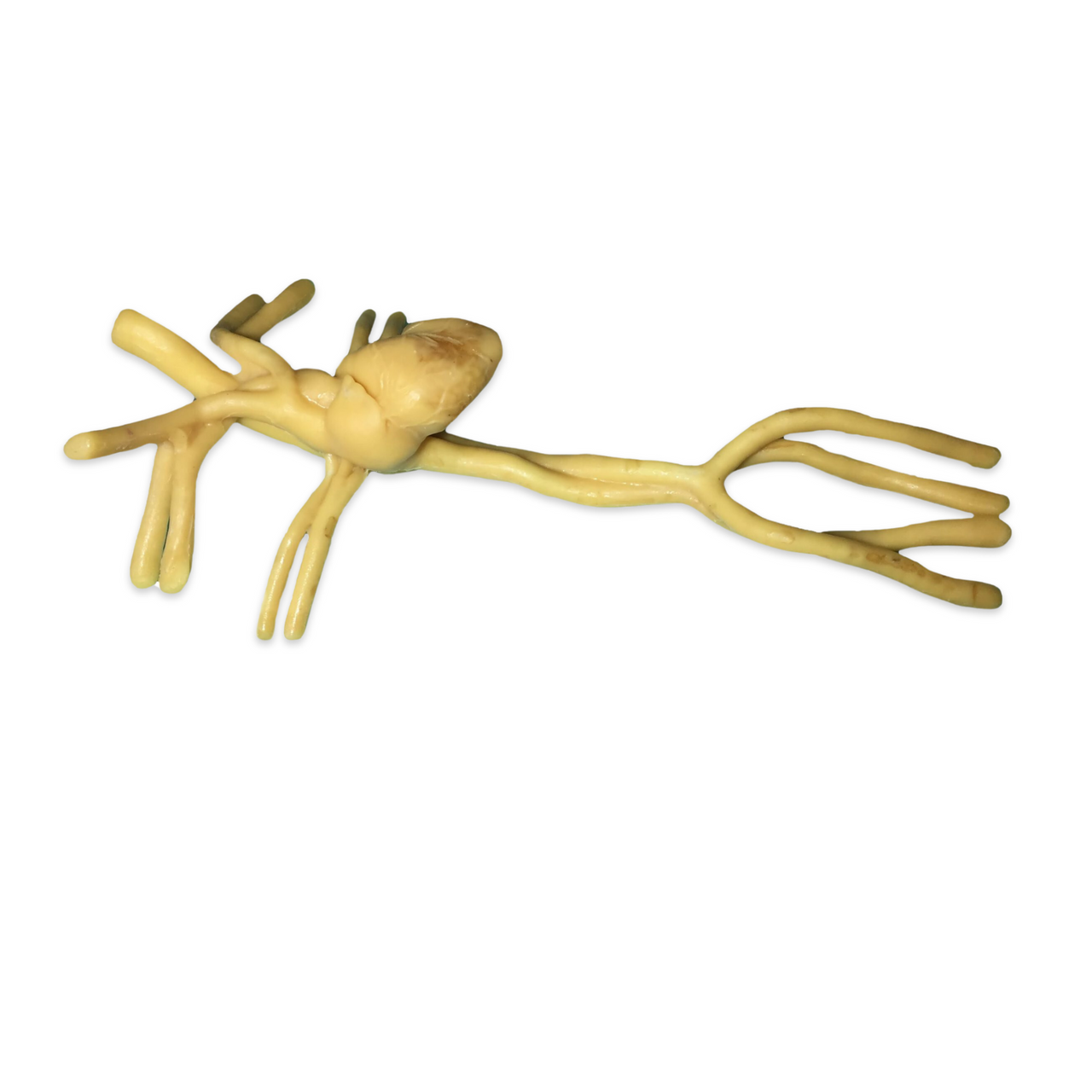 Adult Heart Phantom Model