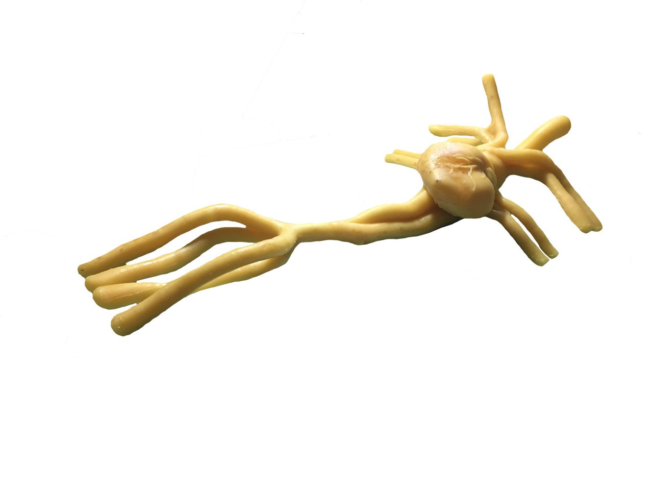 Adult Heart Phantom Model