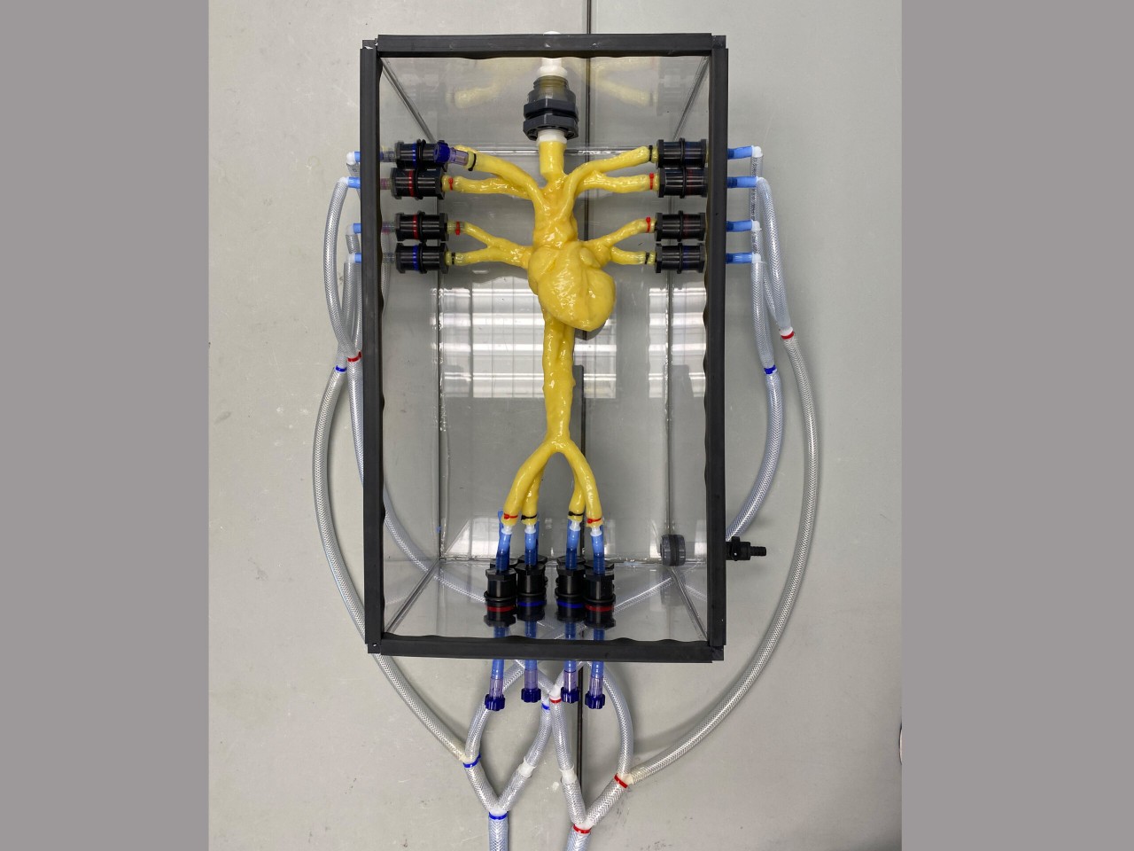 Adult Heart Phantom Model