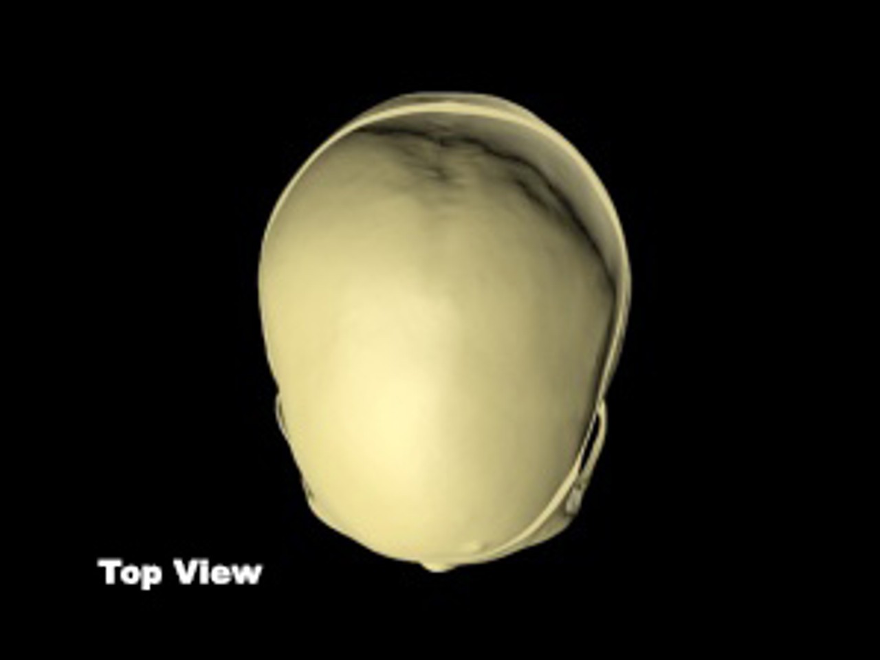 True Phantom Adult Male Skull Phantom | Anatomy Warehouse