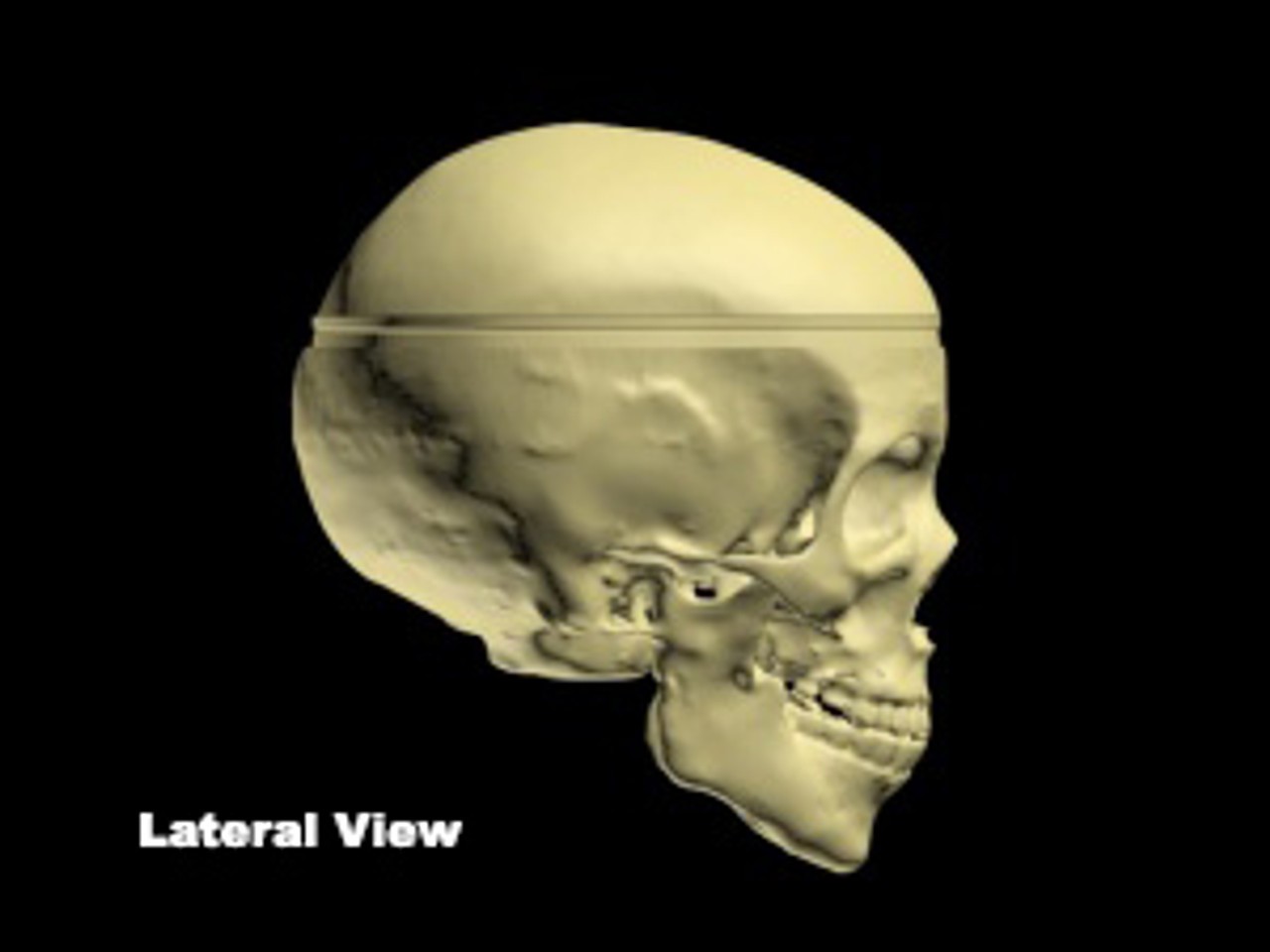 Adult Male Skull Phantom