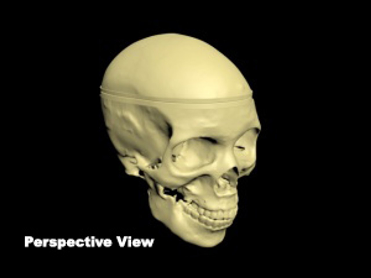 Adult Male Skull Phantom