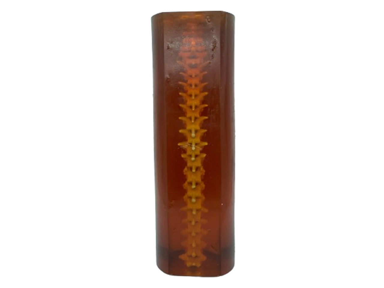 Adult Spine Phantom Model