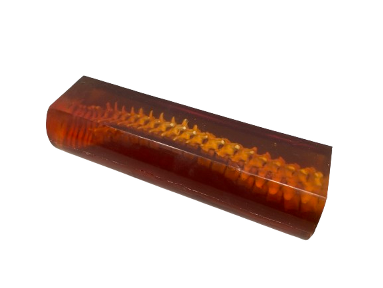 Adult Spine Phantom Model