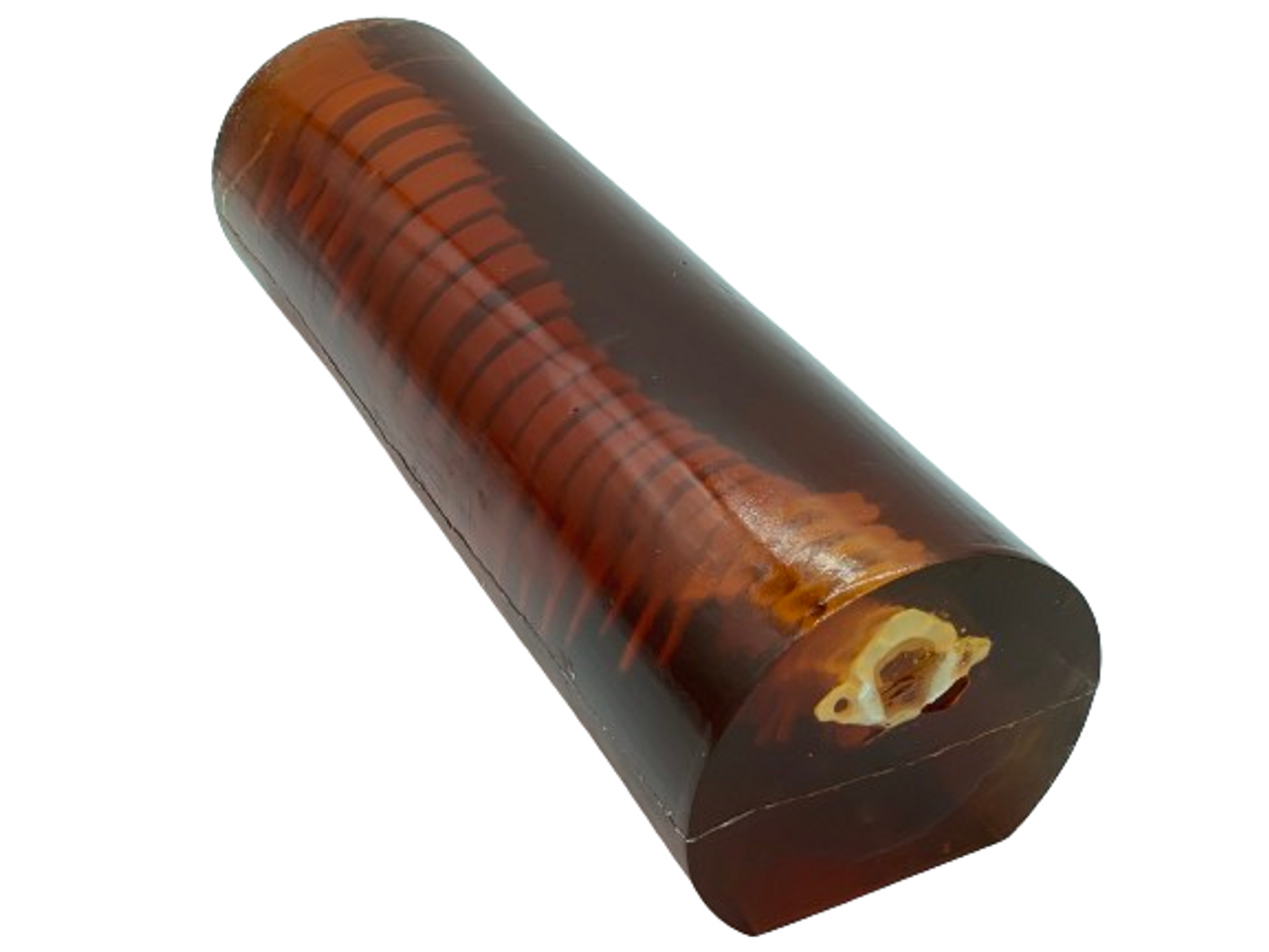 Adult Spine Phantom Model