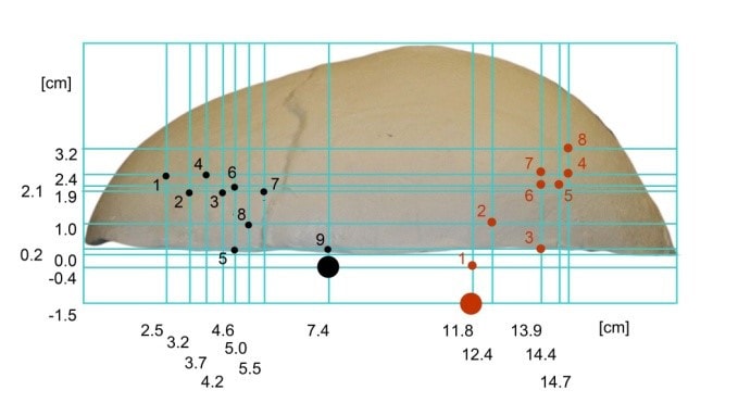 Standard Calvaria for X-Ray CT, US, MRI