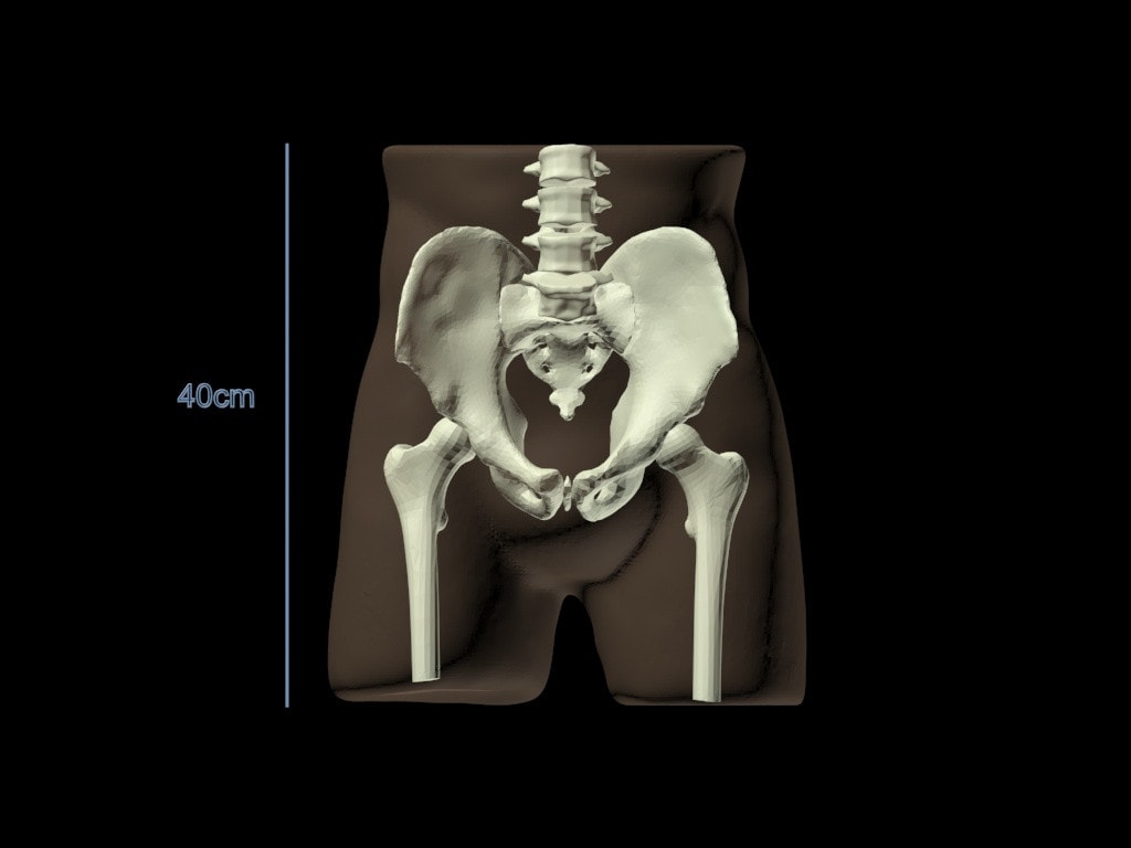Adult Pelvis for X-Ray CT, US, MRI