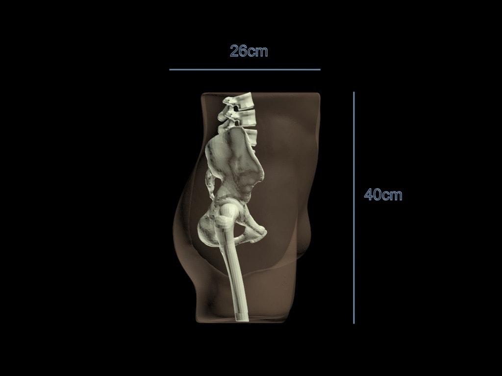 Adult Pelvis for X-Ray CT, US, MRI