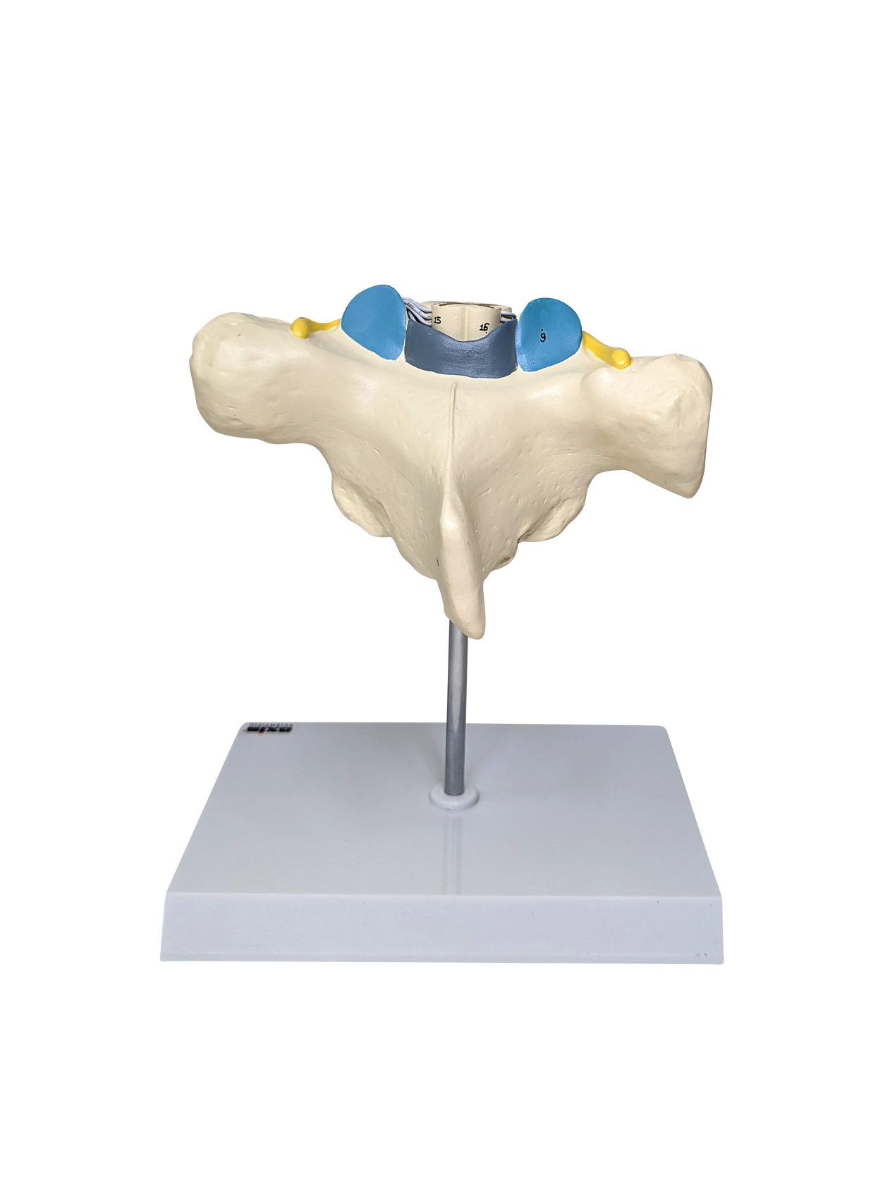 Axis Scientific Enlarged Thoracic Vertebrae with Spinal Cord and Nerves