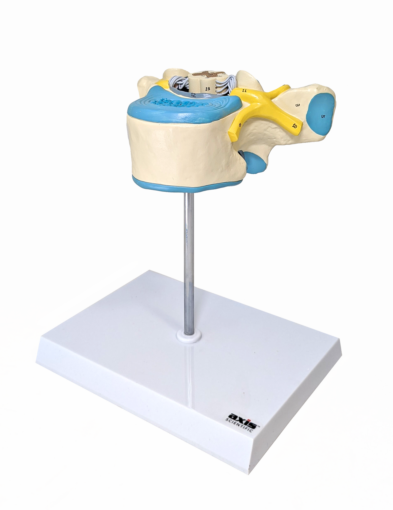 Axis Scientific Enlarged Thoracic Vertebrae with Spinal Cord and Nerves