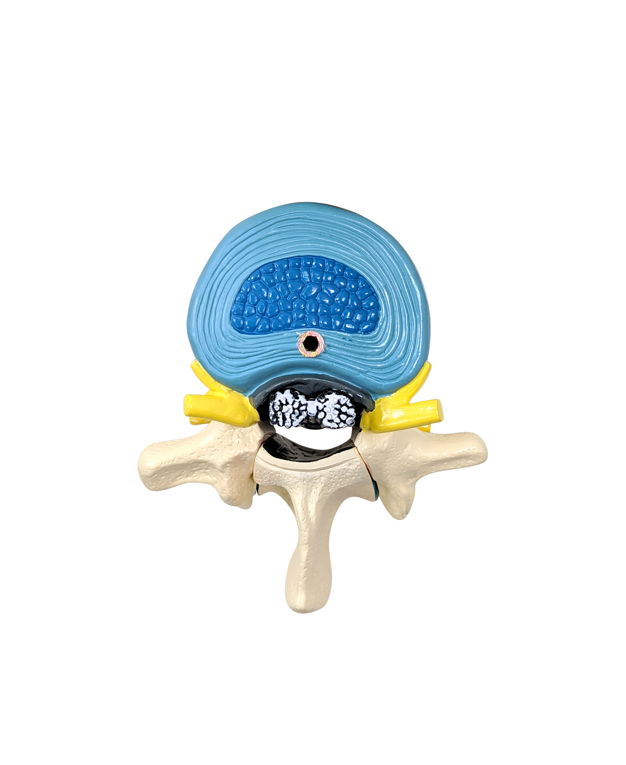 Axis Scientific Enlarged Lumbar Vertebrae with Spinal Cord and Nerves