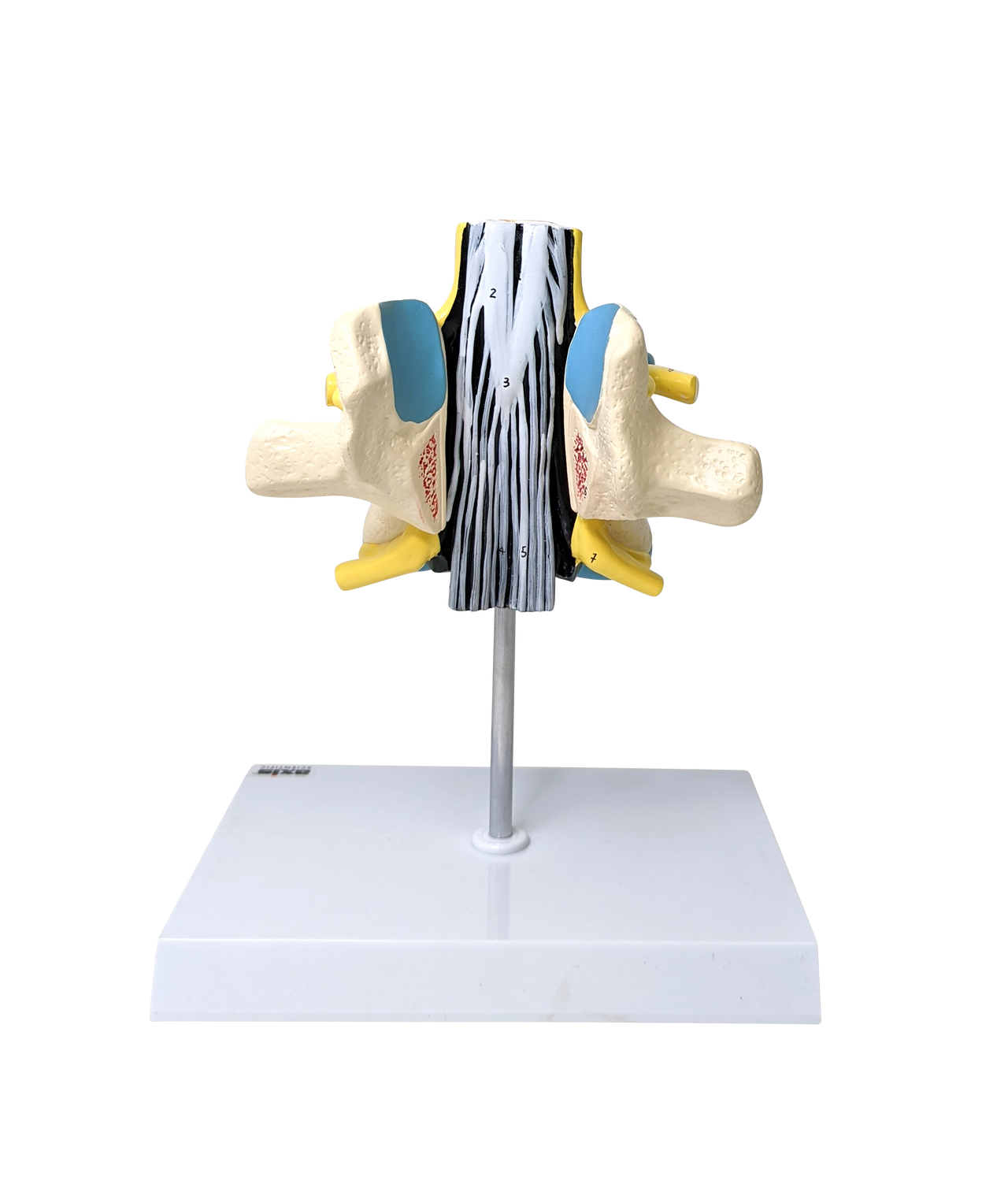 Axis Scientific Enlarged Lumbar Vertebrae with Spinal Cord and Nerves