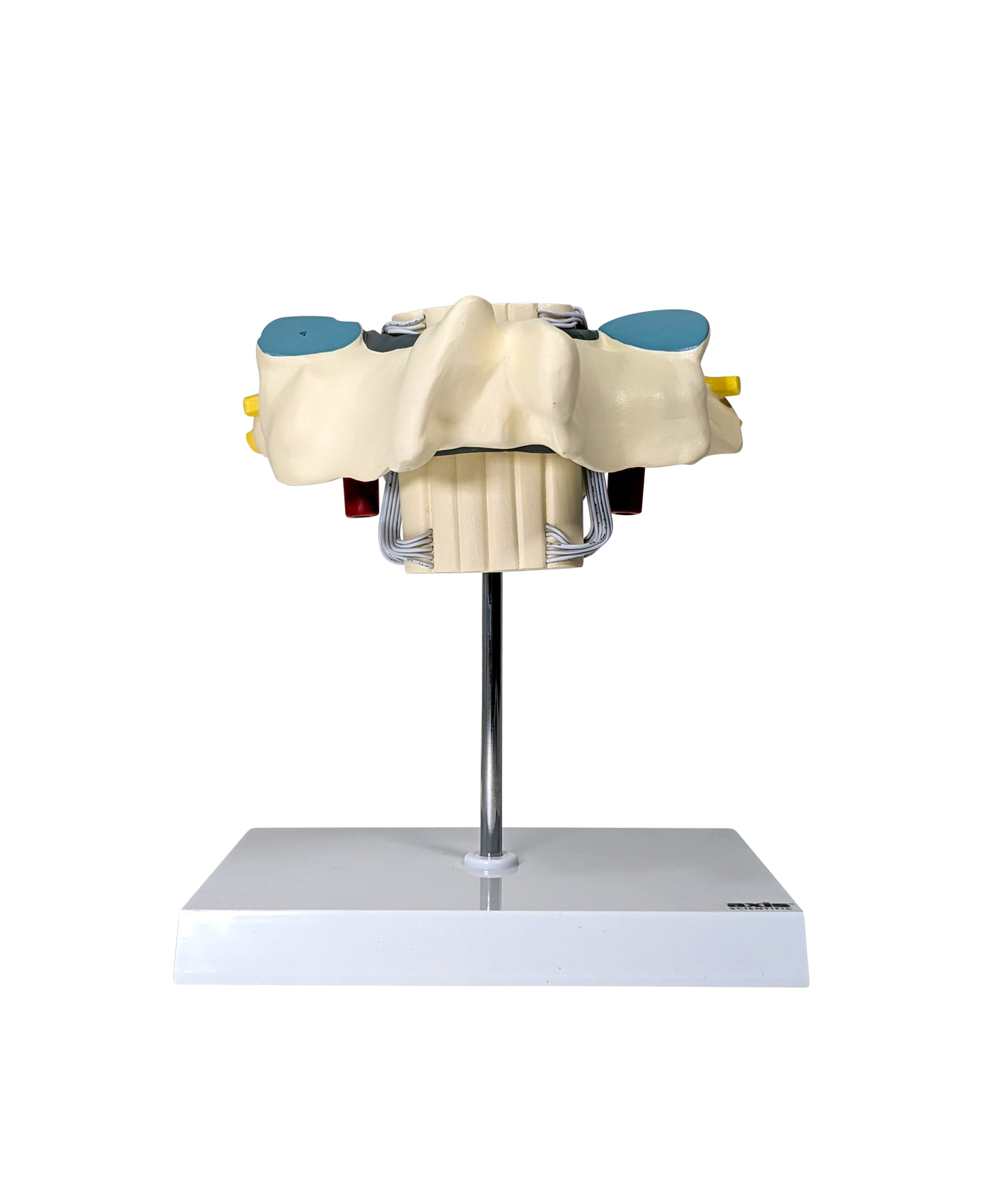 Axis Scientific Enlarged Cervical Vertebrae with Spinal Cord and Nerves