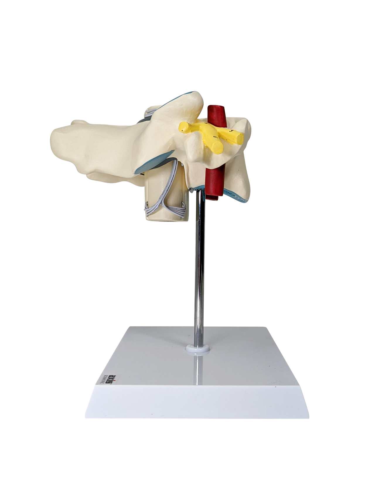 Axis Scientific Enlarged Cervical Vertebrae with Spinal Cord and Nerves