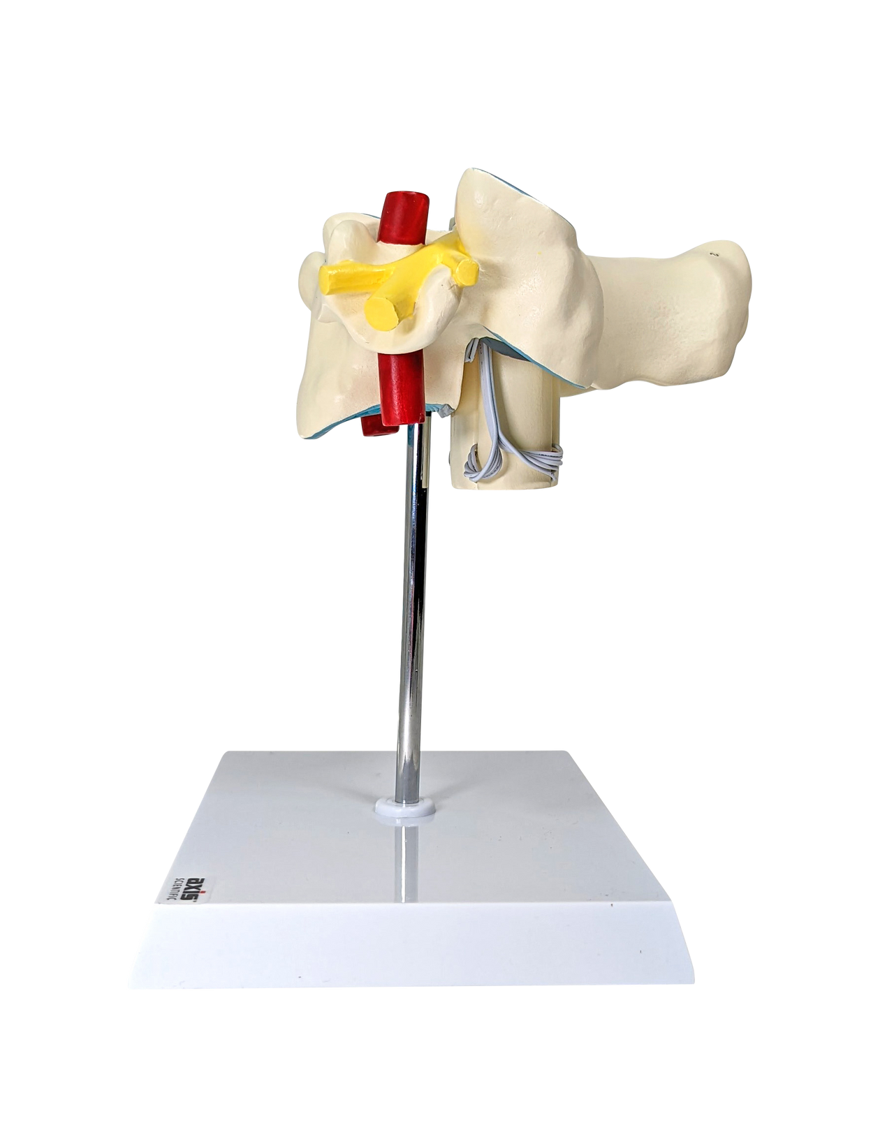 Axis Scientific Enlarged Cervical Vertebrae with Spinal Cord and Nerves