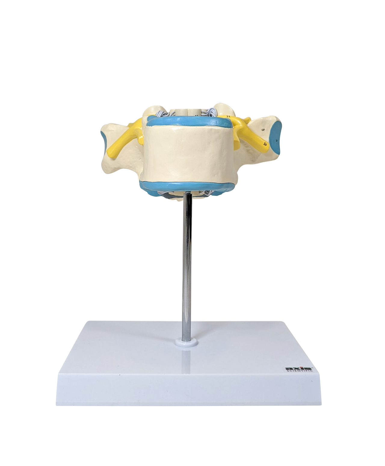 Axis Scientific Enlarged Cervical Vertebrae with Spinal Cord and Nerves