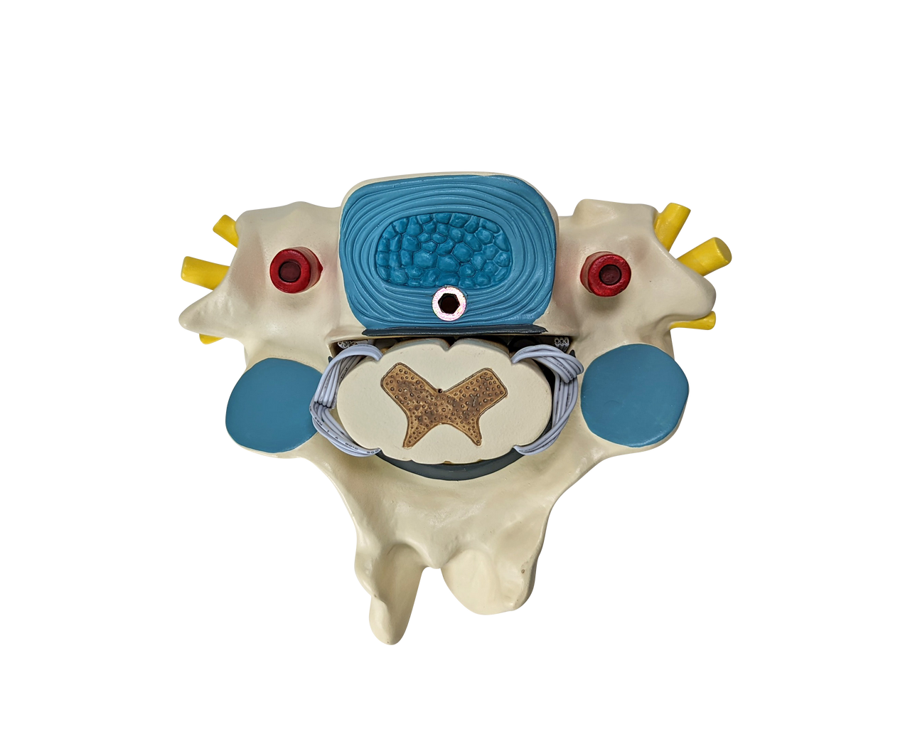 Axis Scientific Enlarged Cervical Vertebrae with Spinal Cord and Nerves