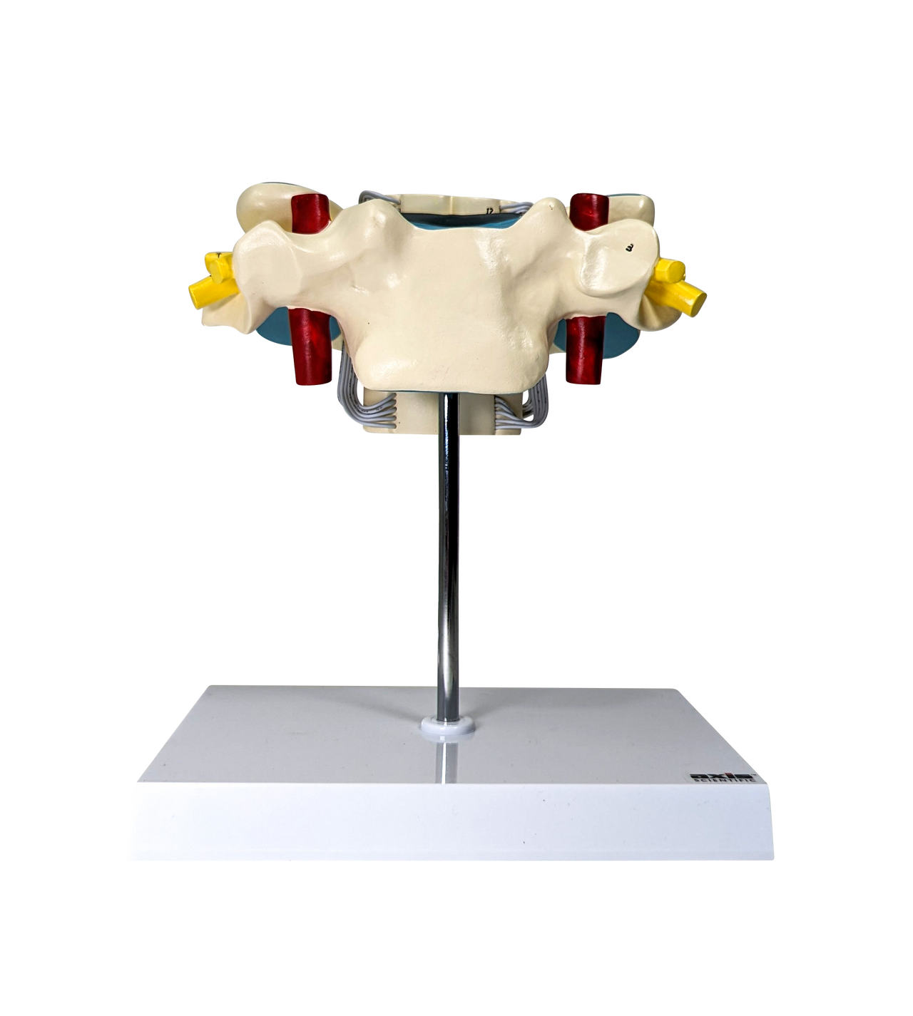 Axis Scientific Enlarged Cervical Vertebrae with Spinal Cord and Nerves