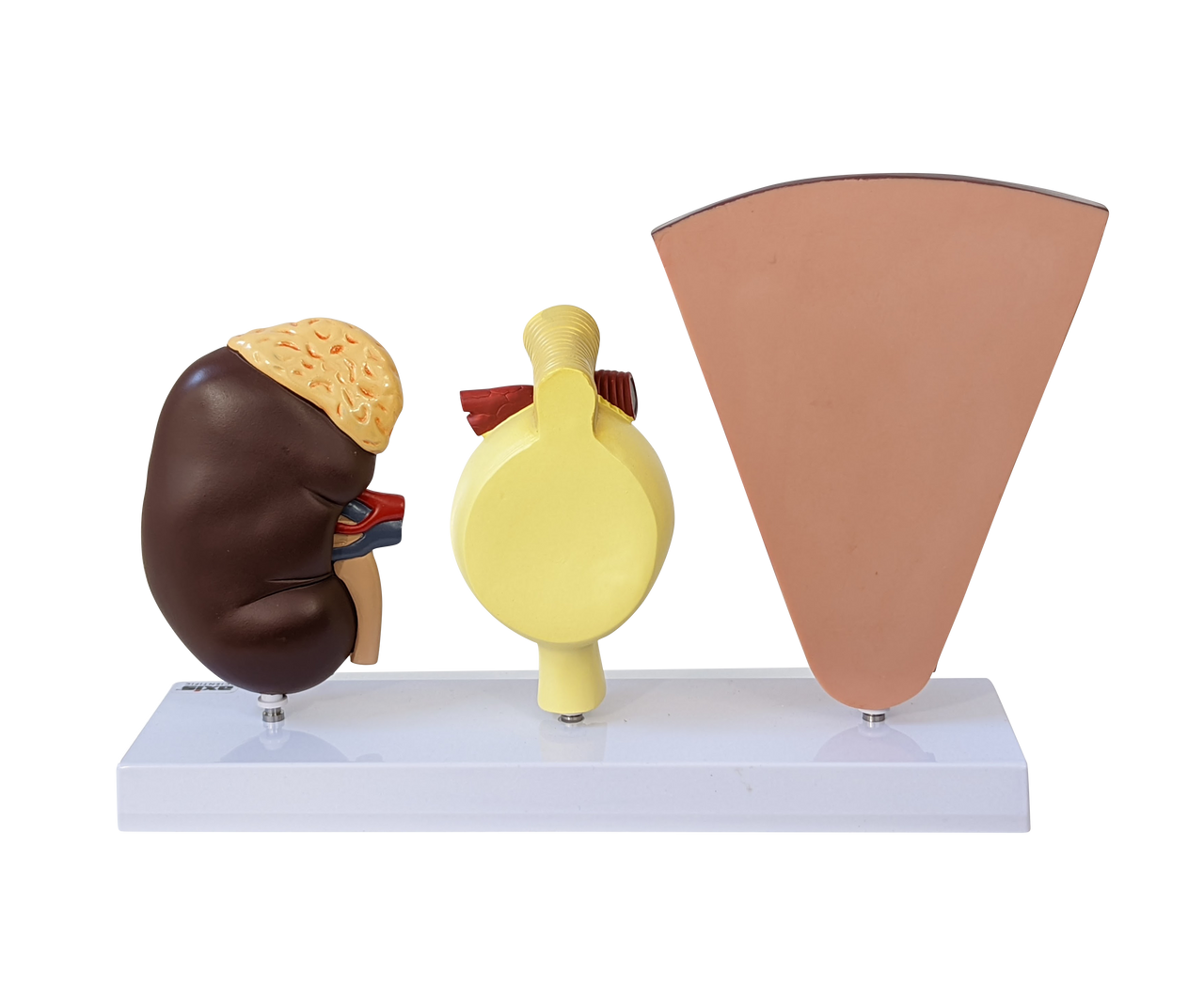 Axis Scientific Kidney Model with Nephrons and Glomerulus