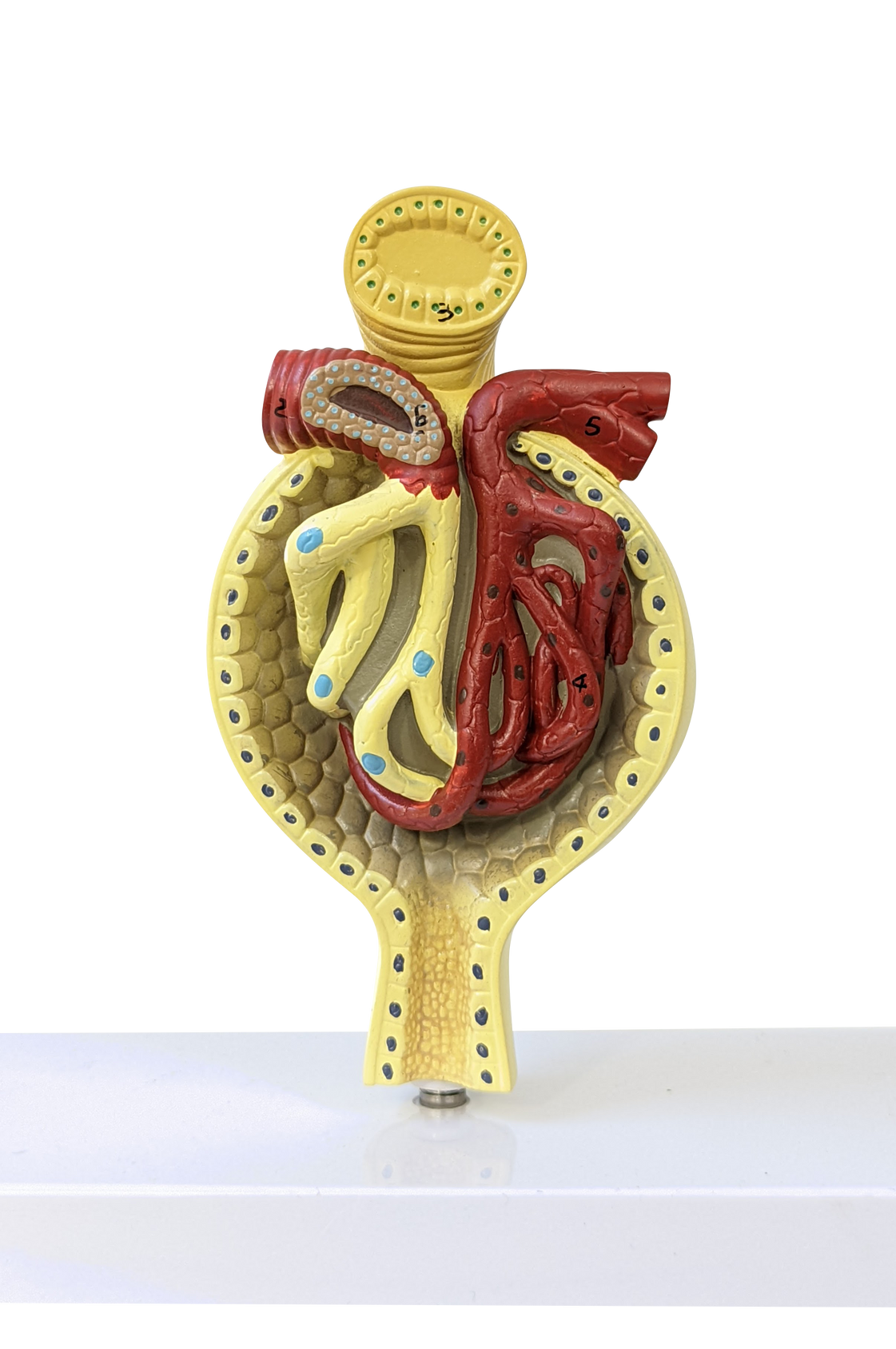 Axis Scientific Kidney Model with Nephrons and Glomerulus