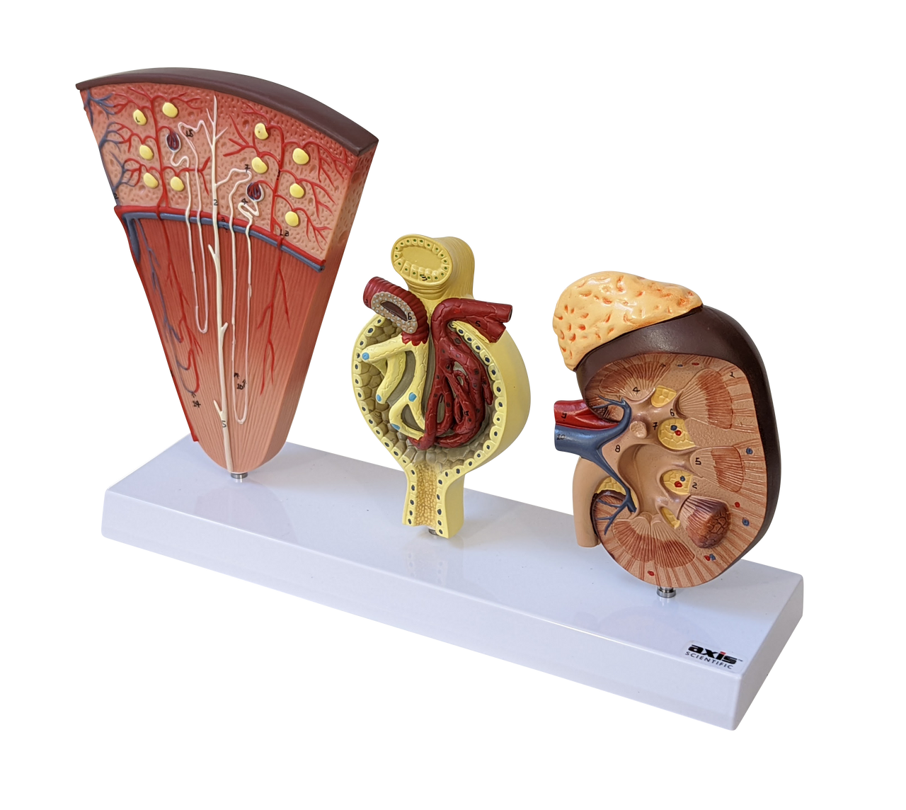 Axis Scientific Kidney Model with Nephrons and Glomerulus
