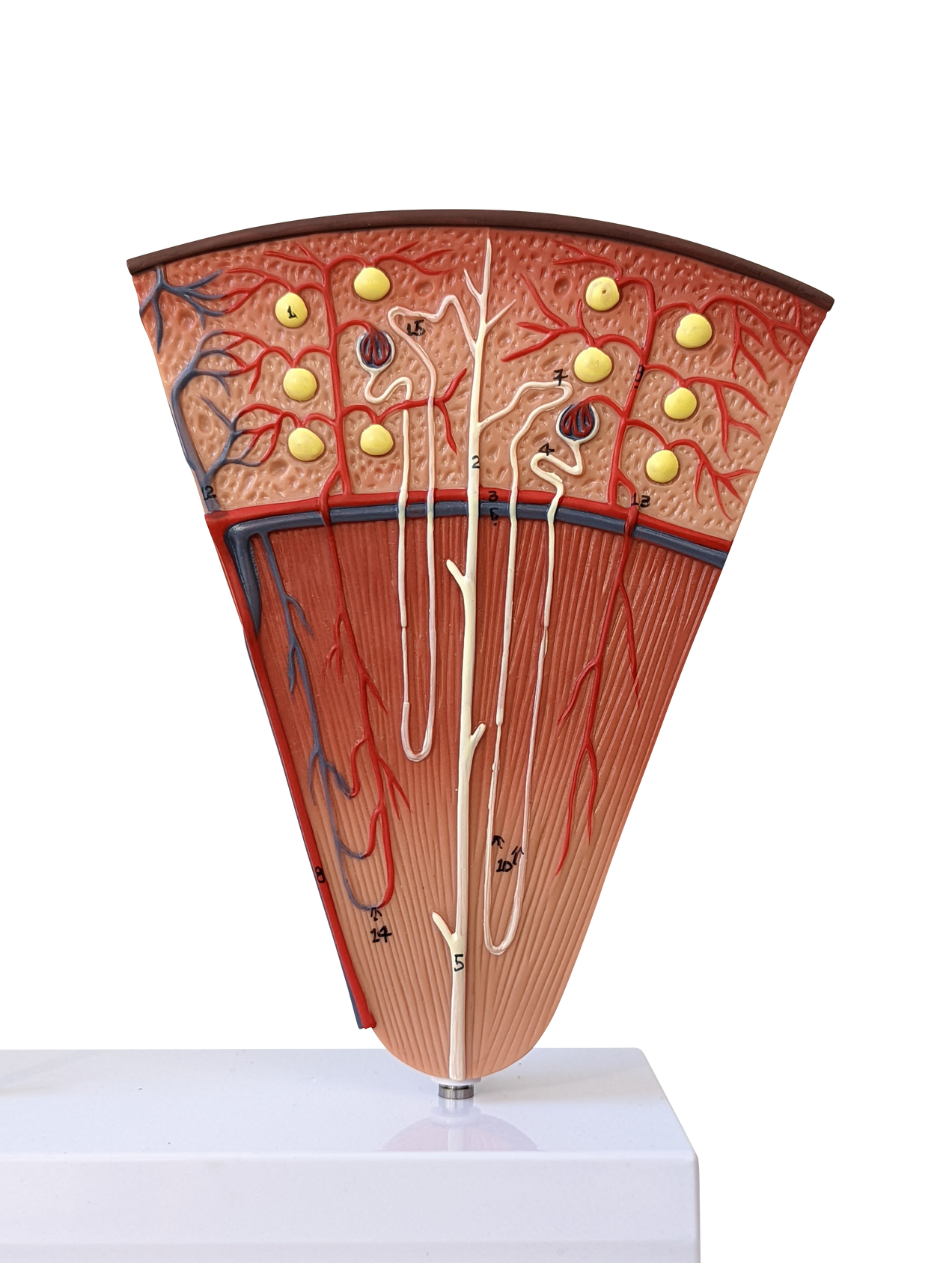 Axis Scientific Kidney Model with Nephrons and Glomerulus (Nephron)