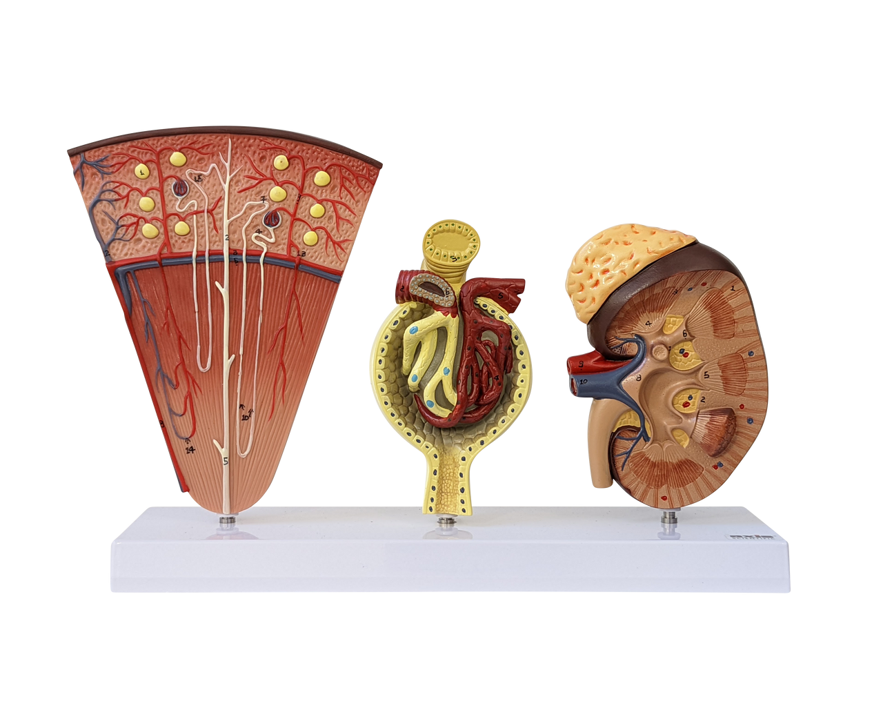 Axis Scientific Kidney Model with Nephrons and Glomerulus