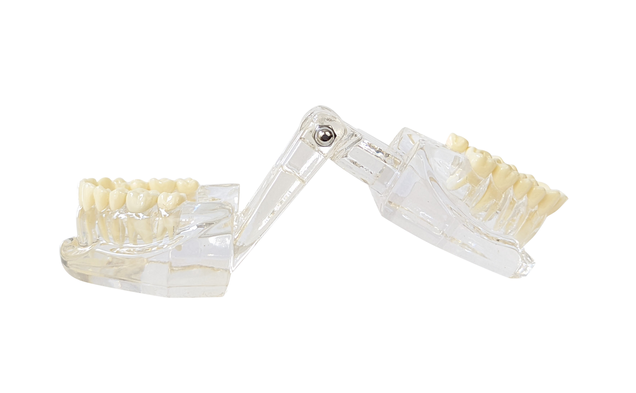 Axis Scientific Adult Clear Jaw Model with Healthy Teeth