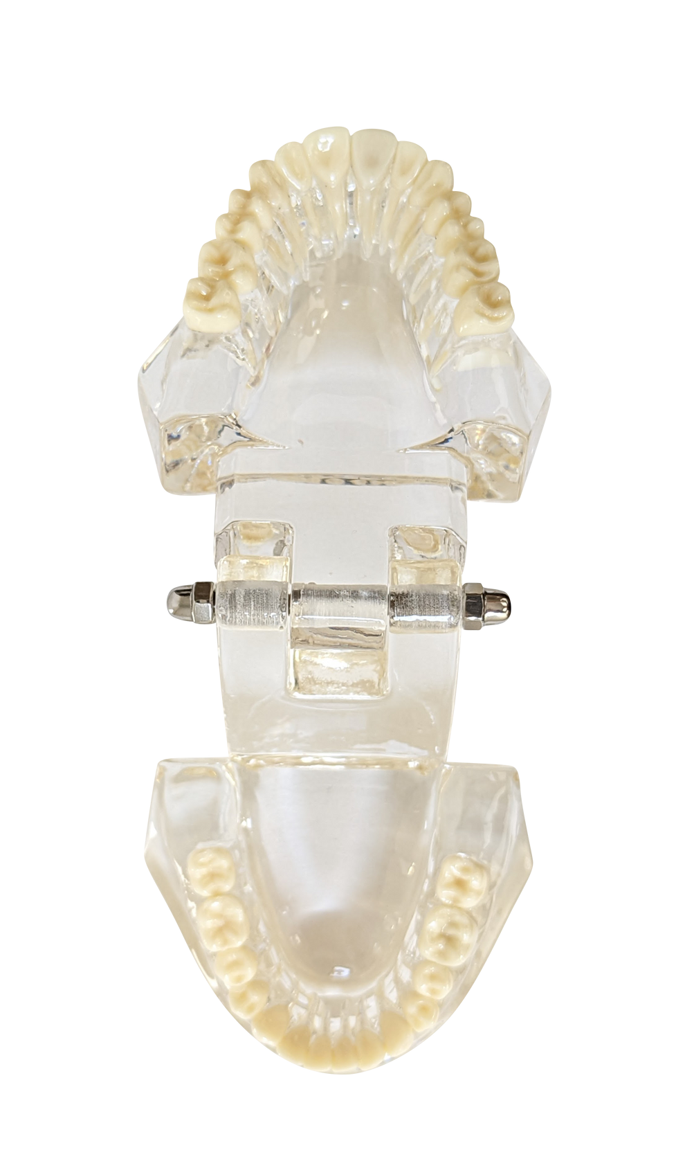 Axis Scientific Adult Clear Jaw Model with Healthy Teeth
