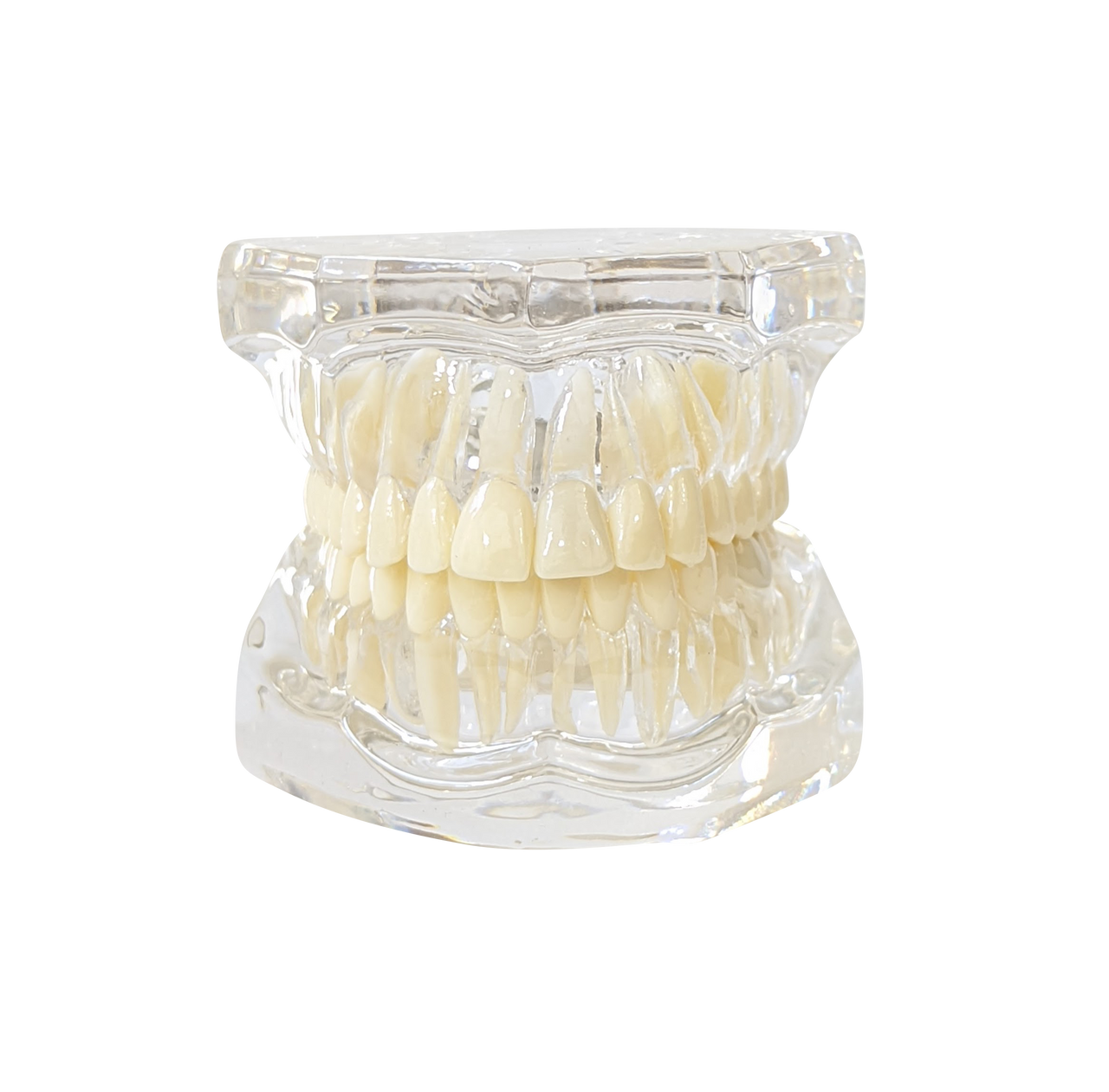 Axis Scientific Adult Clear Jaw Model with Healthy Teeth
