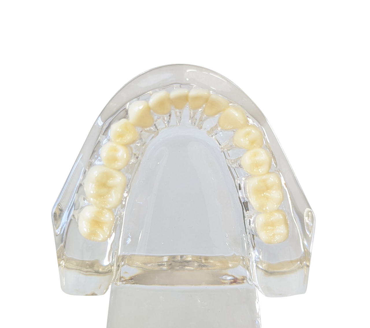 Axis Scientific Adult Clear Jaw Model with Healthy Teeth