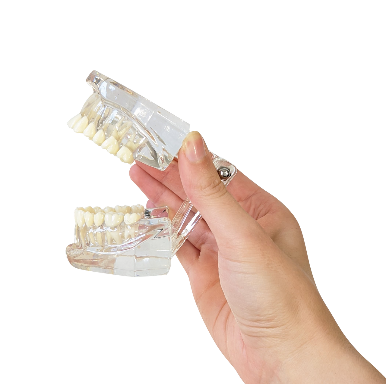 Axis Scientific Adult Clear Jaw Model with Healthy Teeth