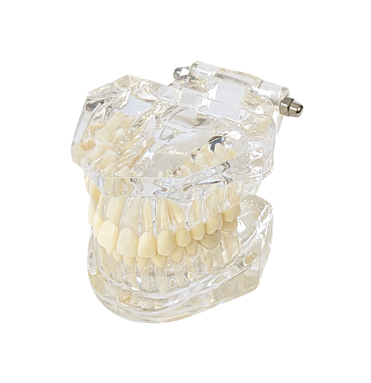 Axis Scientific Adult Clear Jaw Model with Healthy Teeth