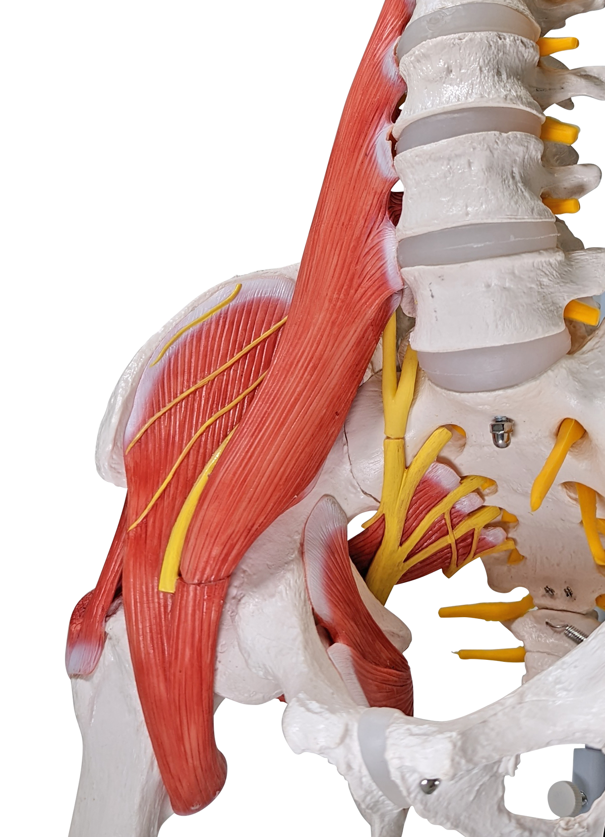 Axis Scientific Life-Size Human Spine with Vertebrae, Nerves, Pelvis, Muscle, and Femur Heads Anatomy Model