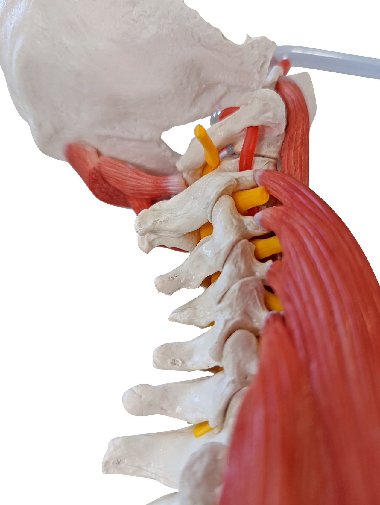 Axis Scientific Life-Size Human Spine with Vertebrae, Nerves, Pelvis, Muscle, and Femur Heads Anatomy Model