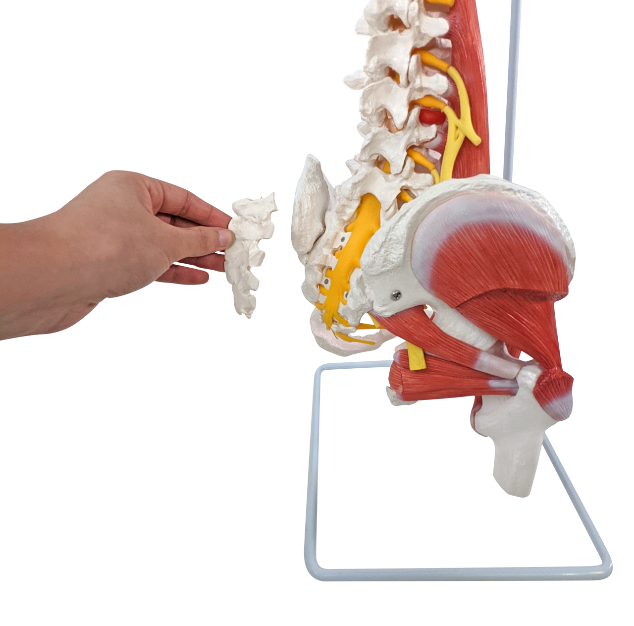 Axis Scientific Life-Size Human Spine with Vertebrae, Nerves, Pelvis, Muscle, and Femur Heads Anatomy Model