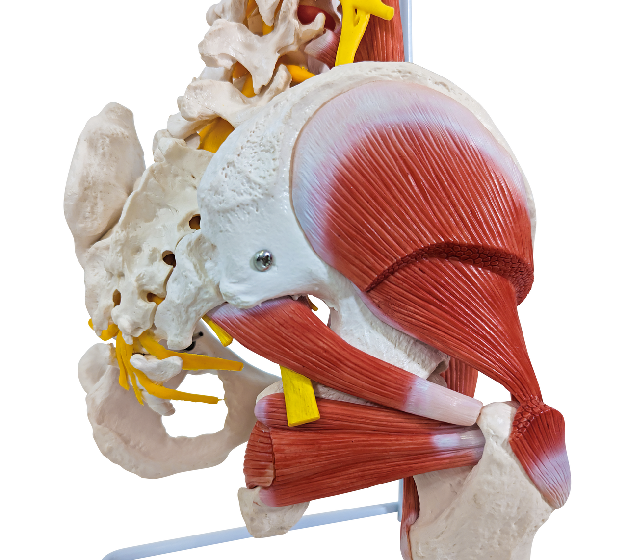 Axis Scientific Life-Size Human Spine with Vertebrae, Nerves, Pelvis, Muscle, and Femur Heads Anatomy Model