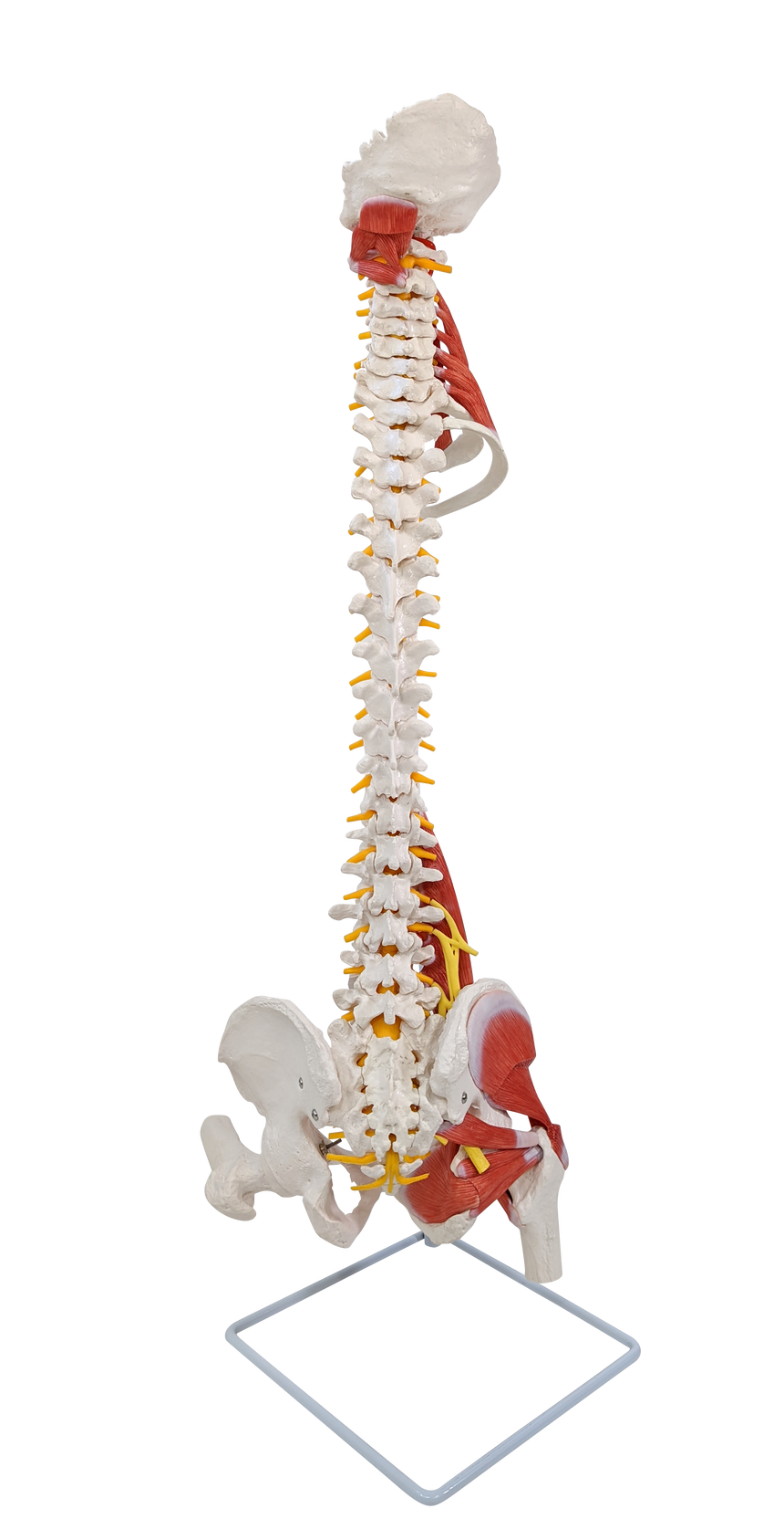 Axis Scientific Life-Size Human Spine with Vertebrae, Nerves, Pelvis, Muscle, and Femur Heads Anatomy Model