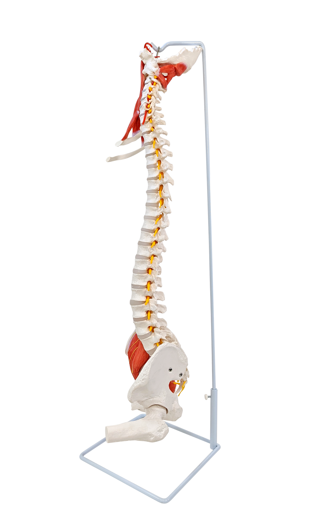 Axis Scientific Life-Size Human Spine with Vertebrae, Nerves, Pelvis, Muscle, and Femur Heads Anatomy Model
