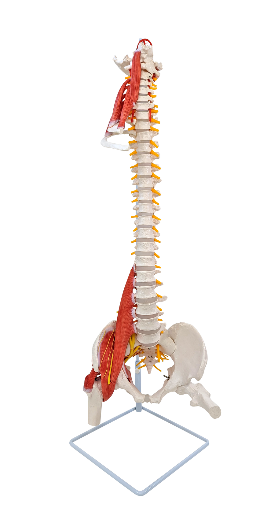 Axis Scientific Life-Size Human Spine with Vertebrae, Nerves, Pelvis, Muscle, and Femur Heads Anatomy Model