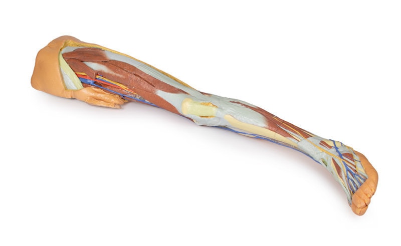 3D Printed Lower Limb - Superficial Dissection with Male Left Pelvis - Used, Sold As-Is