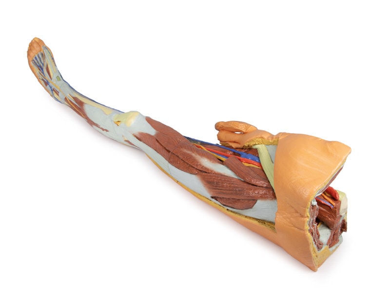 3D Printed Lower Limb - Superficial Dissection with Male Left Pelvis - Used, Sold As-Is