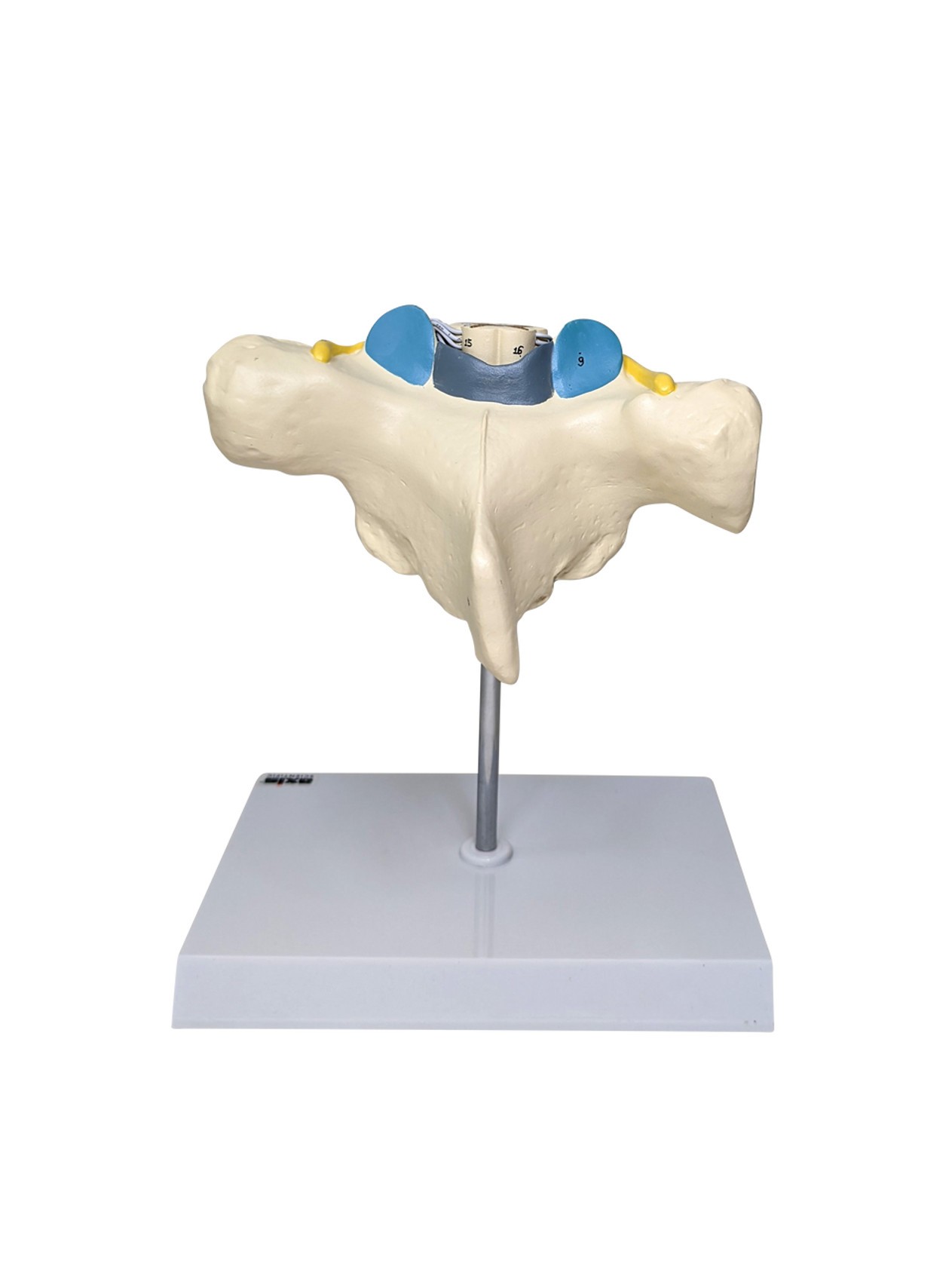 Axis Scientific Enlarged Thoracic Vertebrae with Spinal Cord and Nerves