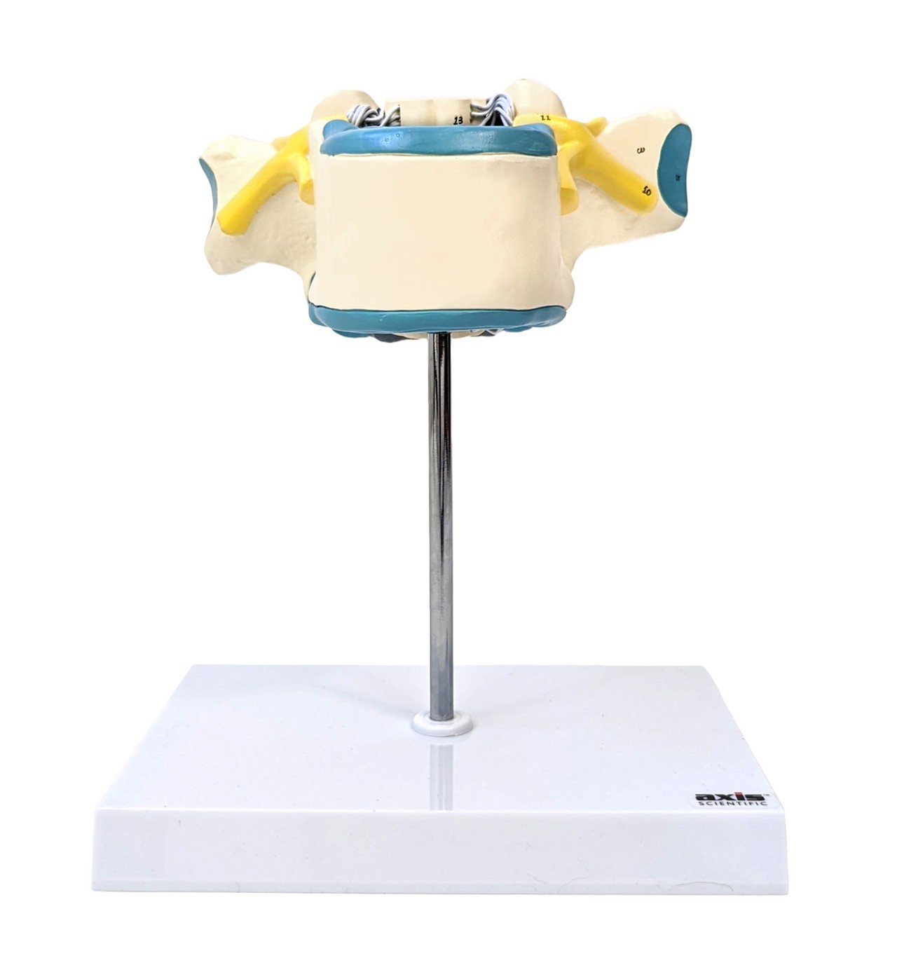 Axis Scientific Enlarged Thoracic Vertebrae with Spinal Cord and Nerves