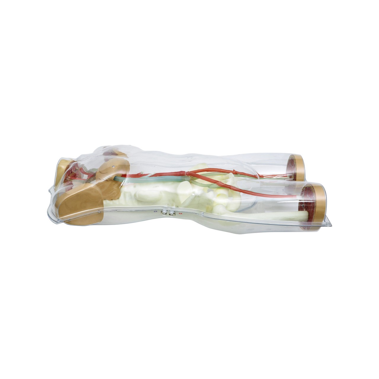 Anatomy Lab Human Circulatory System Model - Side View