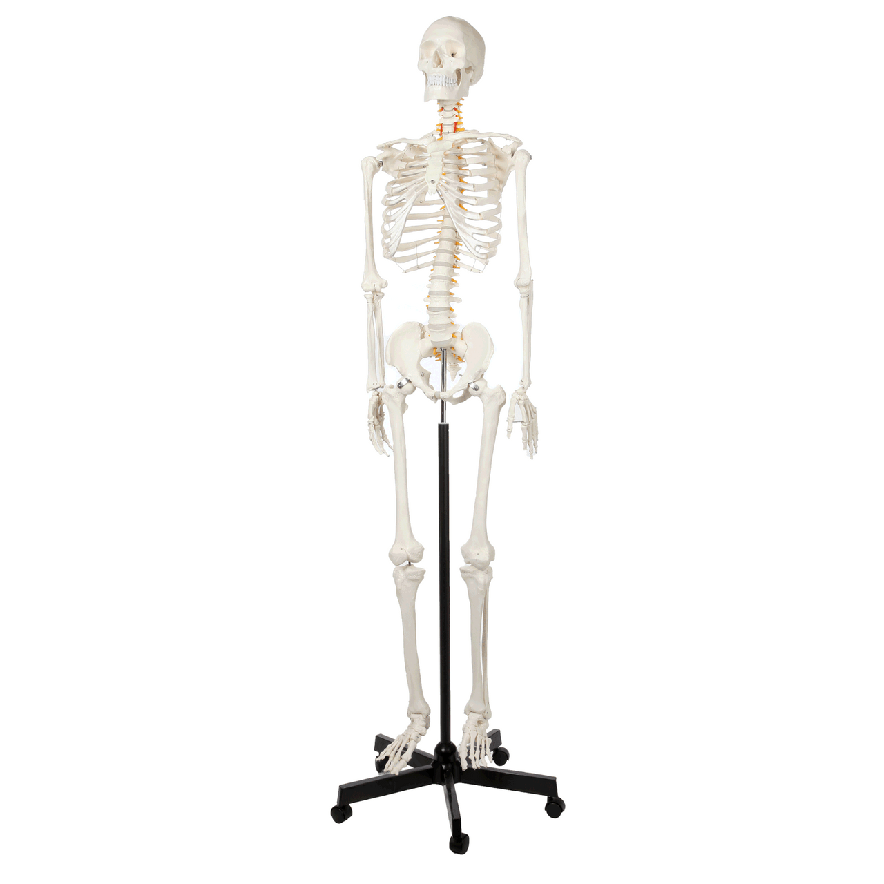 Axis Scientific Classic Human Skeleton with Study and Numbering Guide GIF 360 Degree Rotation