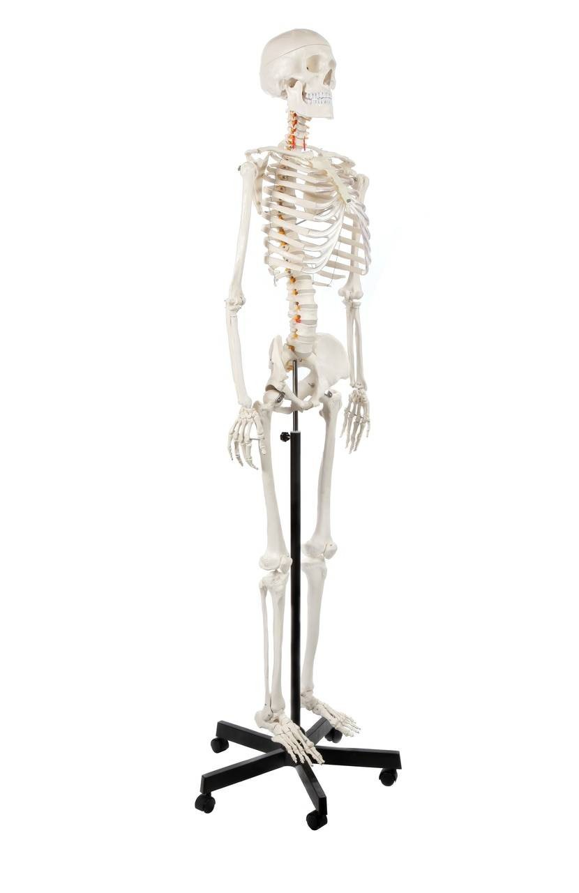 Axis Scientific Classic Human Skeleton with Study and Numbering Guide Left Side Rear View