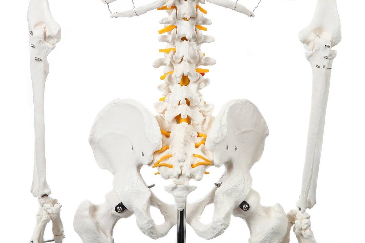 Axis Scientific Classic Human Skeleton with Study and Numbering Guide Closeup of mid-section