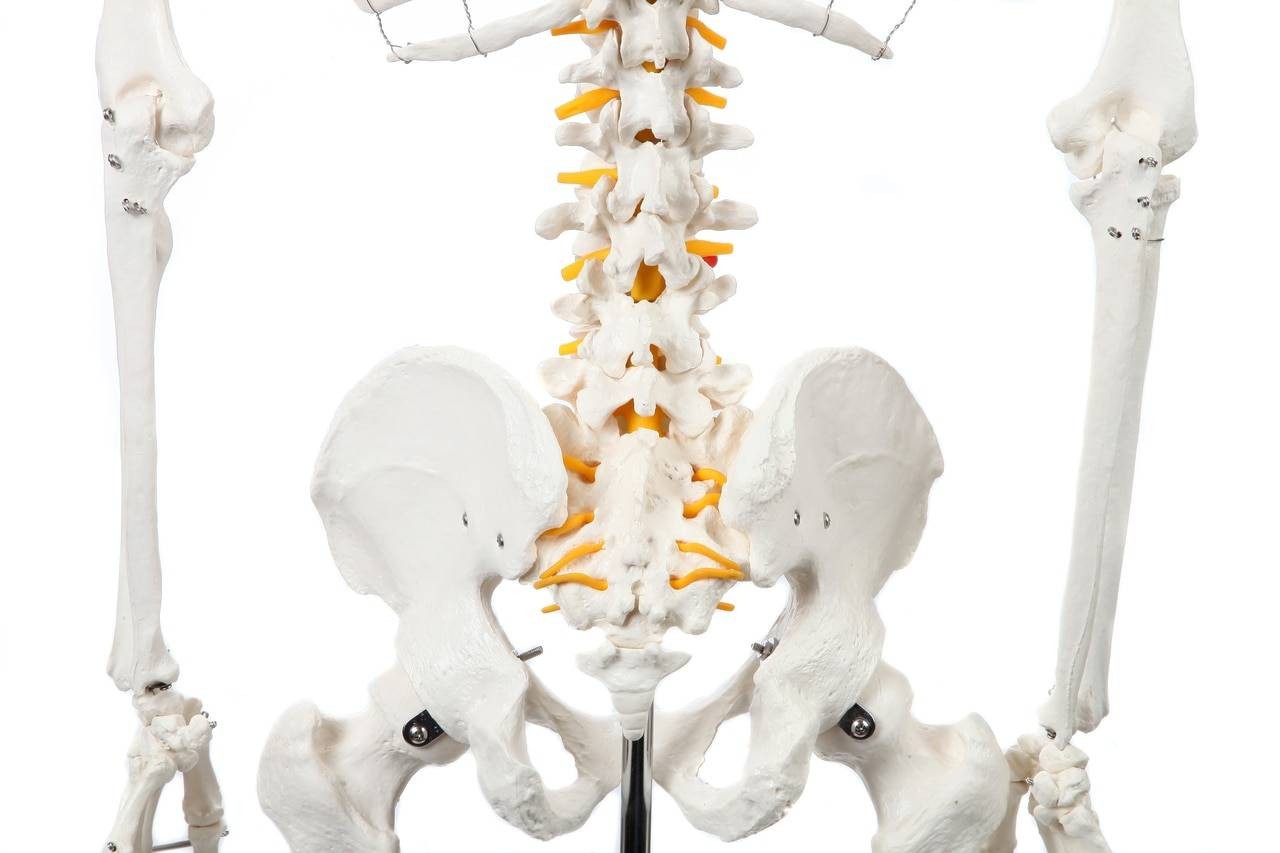 Axis Scientific Classic Human Skeleton with Study and Numbering Guide Closeup of mid-section