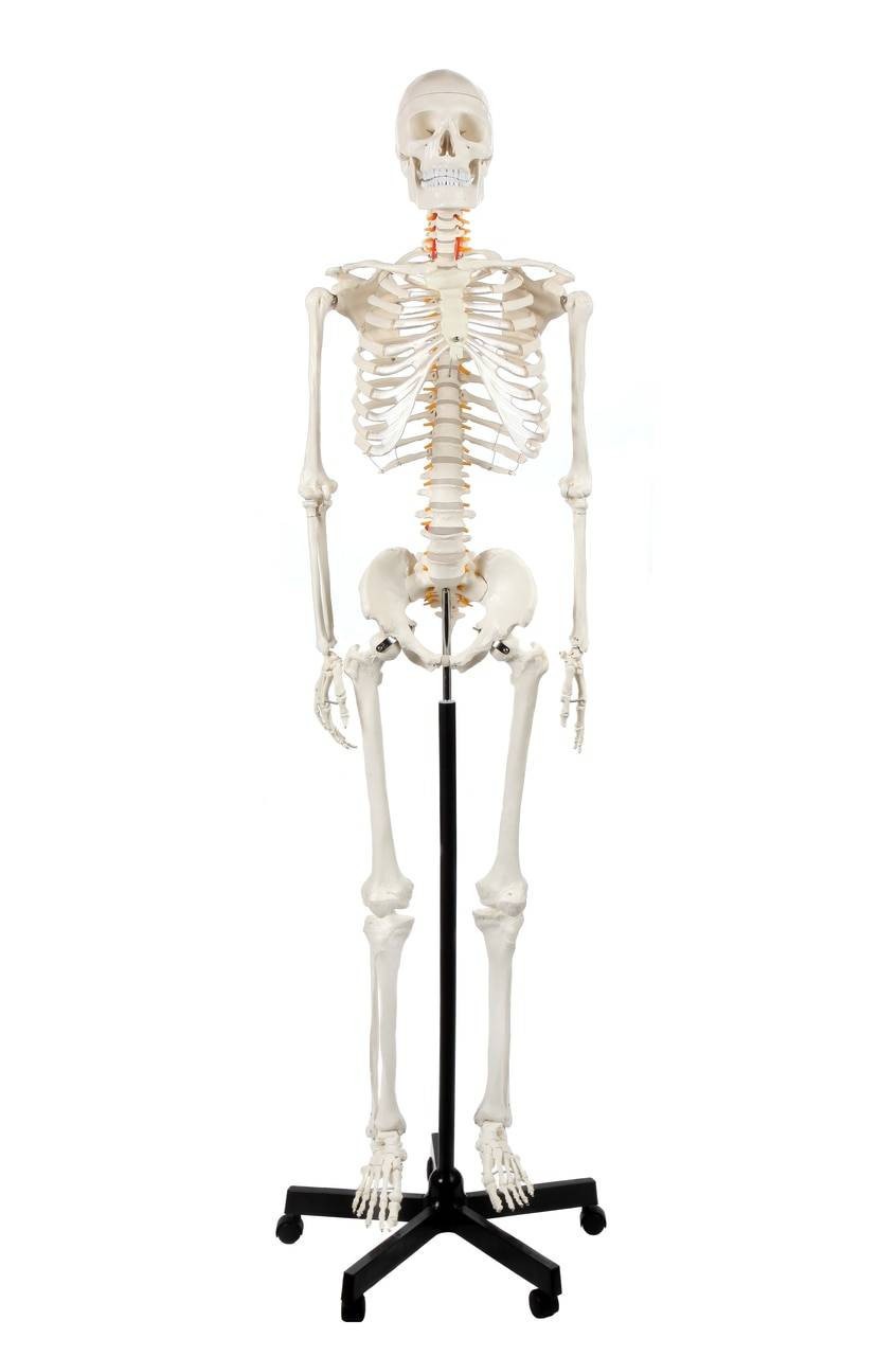 Axis Scientific Classic Human Skeleton with Study and Numbering Guide Model
